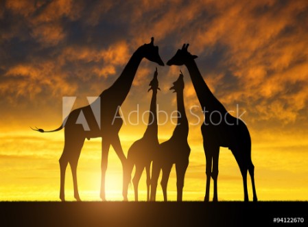 Picture of Herd of giraffes at sunset 